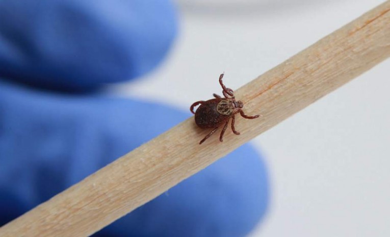 Белорусский врач рассказала о новой форме аллергии после укусов клещей